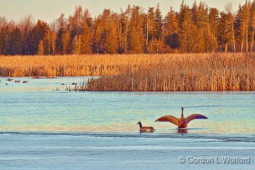 Geese In The Swale_07520.jpg - Canada Geese (Branta canadensis) photographed at sunrise along the Rideau Canal Waterway in Smiths Falls, Ontario, Canada.